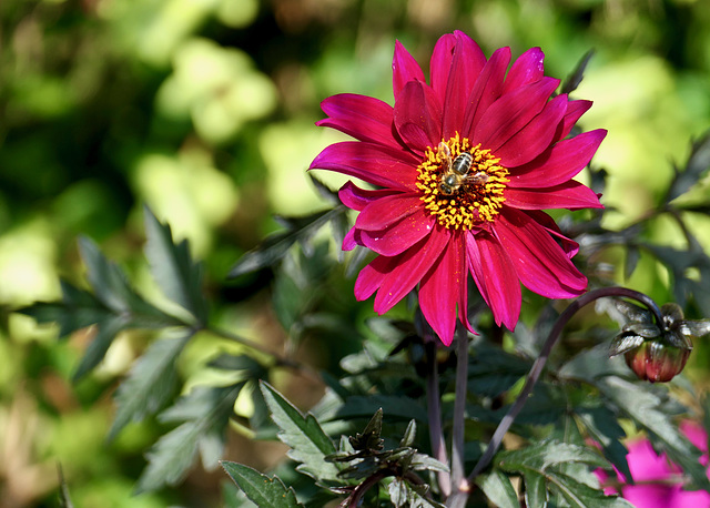 Dahlie mit Biene
