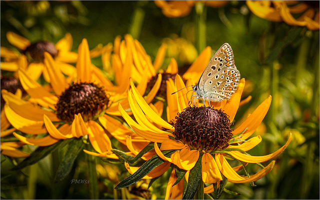 Hauhechelbläuling / Common blue