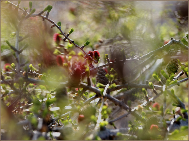 Looking into the heart of a juniper