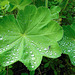 20230524 0223CPw [D~LIP] Samt-Frauenmantel (Alchemilla mollis), Regentropfen, Insekt, Bad Salzuflen