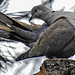 20240529 0193CPw [D~LIP] Türkentaube (Streptopelia decaocto), BS