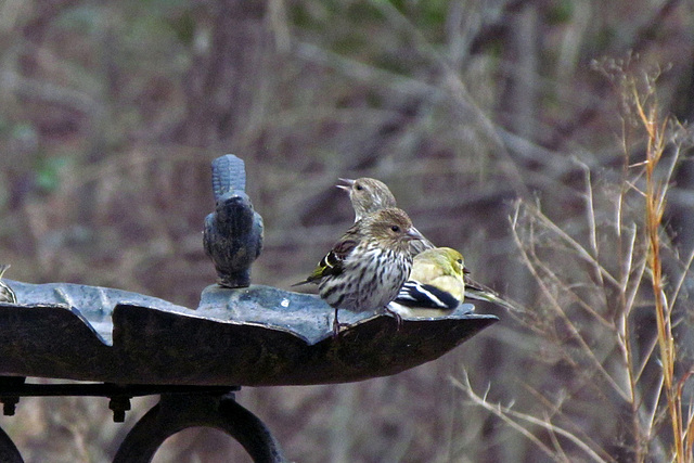 At the Birdbath