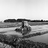 Tractors in the paddies