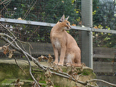 Caracals revisited (through glass)