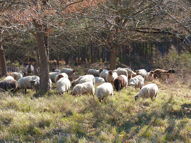 Transhumance du 5 mai 2016