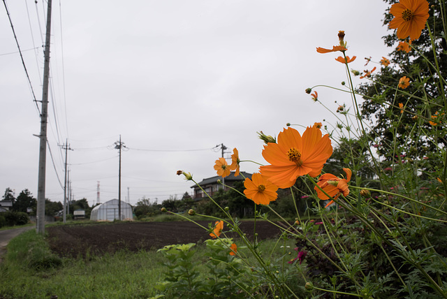 Cosmos