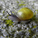 Snail race  (number  2)