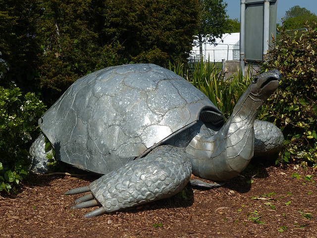 Galapagos Tortoise - 20 May 2018