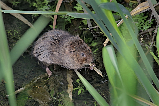 Water Vole (Ratty)   /   May 2019