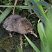 Water Vole (Ratty)   /   May 2019