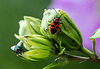 20150828 8604VRAw [D~RI] Roseneibisch (Hibiscus), Goldfliege,  Feuerwanze, Rinteln