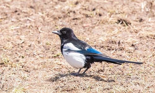 Magpie