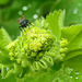 20230524 0224CPw [D~LIP] Samt-Frauenmantel (Alchemilla mollis), Regentropfen, Fliege, Bad Salzuflen