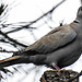 20240529 0194CPw [D~LIP] Türkentaube (Streptopelia decaocto), BS