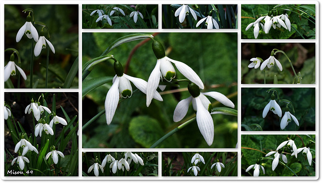 MON JARDIN