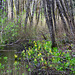 Red Alders and Skunk Cabbage
