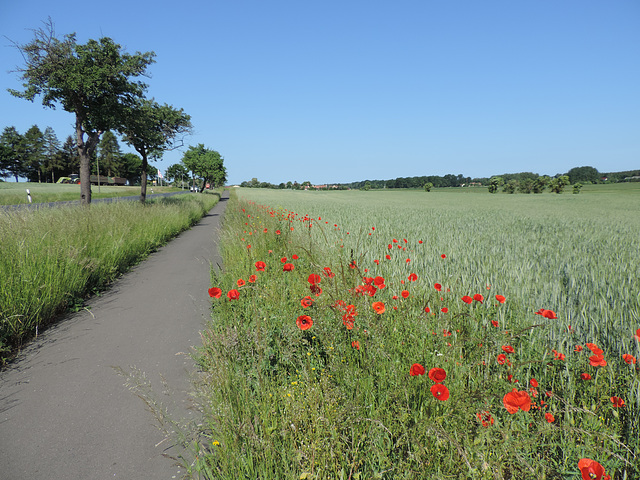 Radweg Paplitz - Baruth