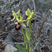 Ophrys sphegodes, Spinnen-Ragwurz - 2016-03-13--D4_DSC5235