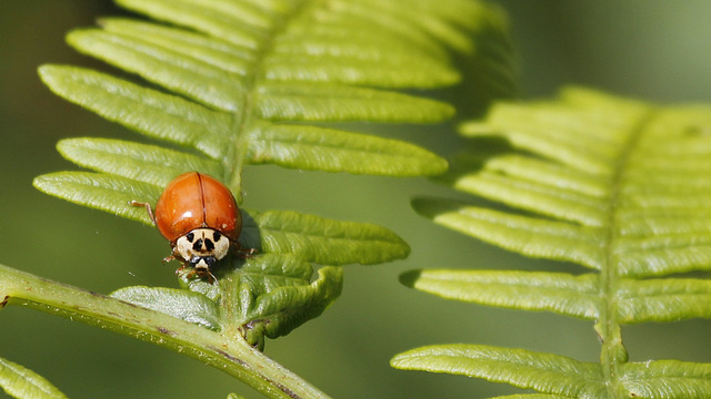 Harmonia axyridis