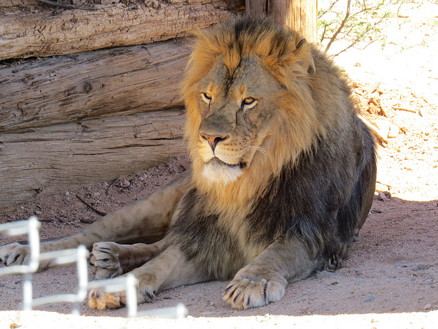 King Of The Beasts