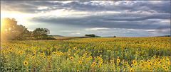 Sunflowers