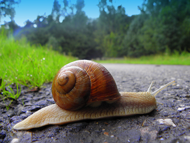 Snail race   (number  1)