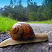 Snail race   (number  1)