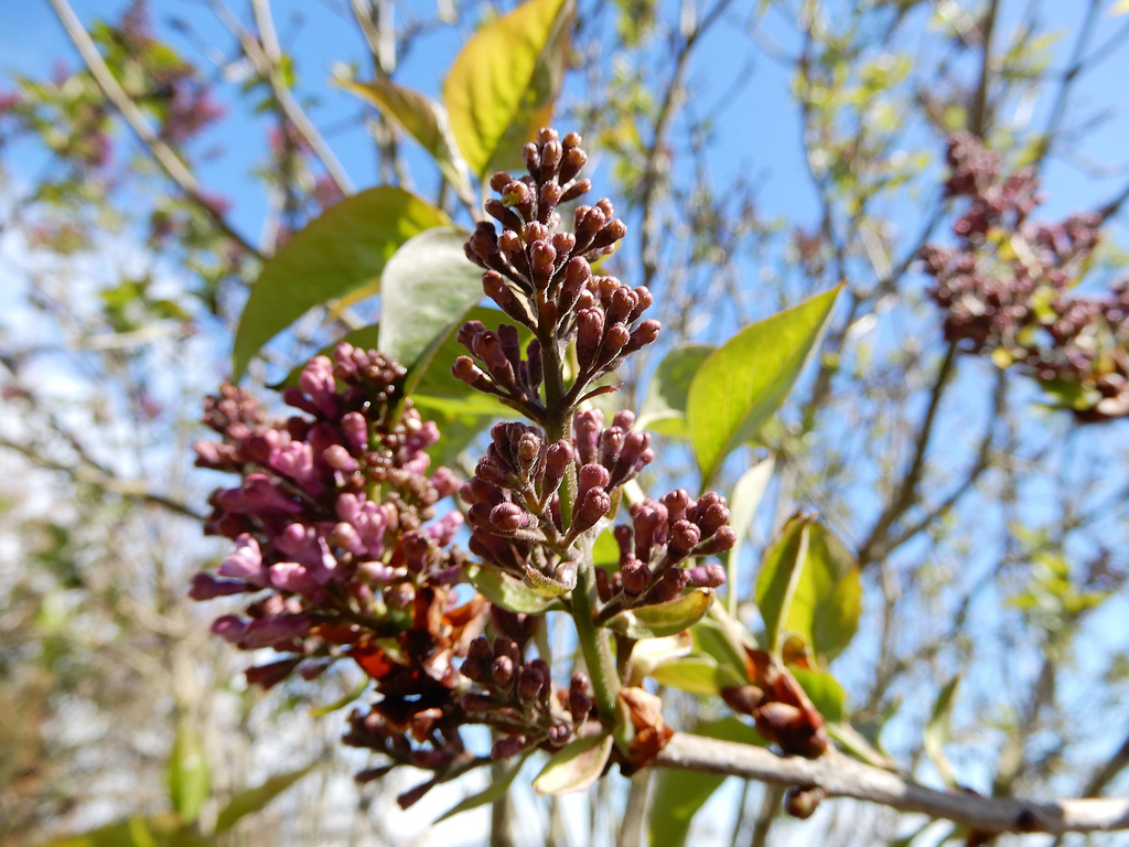 le premier lilas