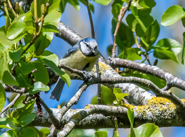 Blue tit