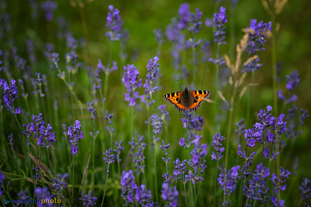 Kleiner Fuchs (Aglais urticae)