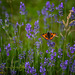 Kleiner Fuchs (Aglais urticae)