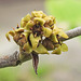 20230524 0225CPw [D~LIP] Zaubernuss (Hamamelis intermedia 'Orange Beauty'), Bad Salzuflen