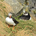 Iceland, Pair of Puffins at the Dyrhólaey Cape