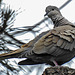 20240529 0197CPw [D~LIP] Türkentaube (Streptopelia decaocto), BS