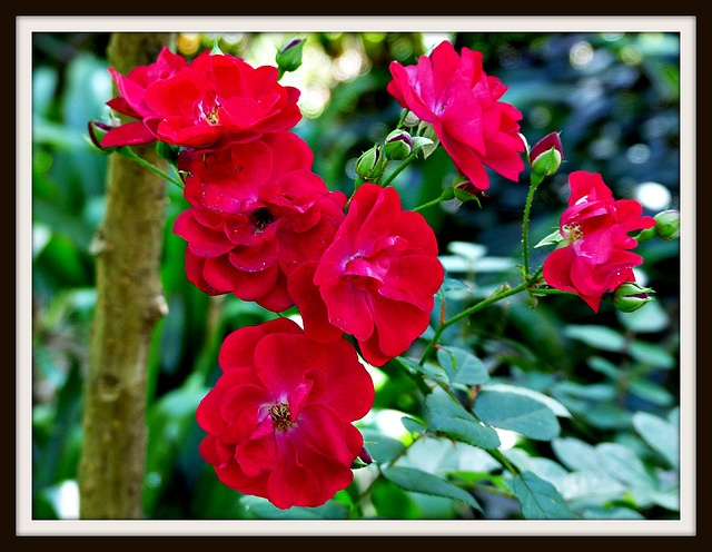 Tamborine Botanic Garden