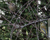 20150118 6413VRAw [D~RI] Grünfink [w+m] (Carduelis chloris), Rinteln