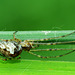 Long Jawed Orb Web Spider. Tetragnathidae. 5