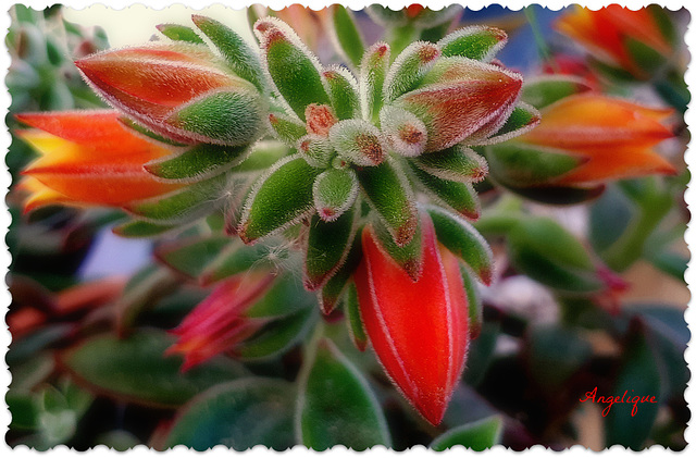 Echeveria pulvinata...........Belle journée à vous ❤️