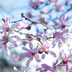 Magnolia en masse Magnolia en masse