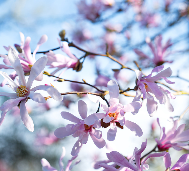 Magnolia en masse