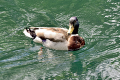 Mallard Duck (Male)