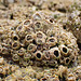 P7270780 Barnacles