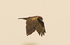 IMG 3922 Marsh Harrierv2