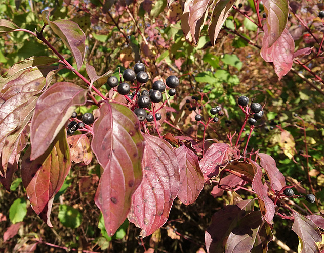 Hartriegel-Beeren