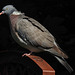 20230523 0205CPw [D~LIP] Ringeltaube (Columba palumbus), Bad Salzuflen