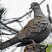 20240529 0199CPw [D~LIP] Türkentaube (Streptopelia decaocto), BS