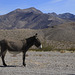 Feral Burro