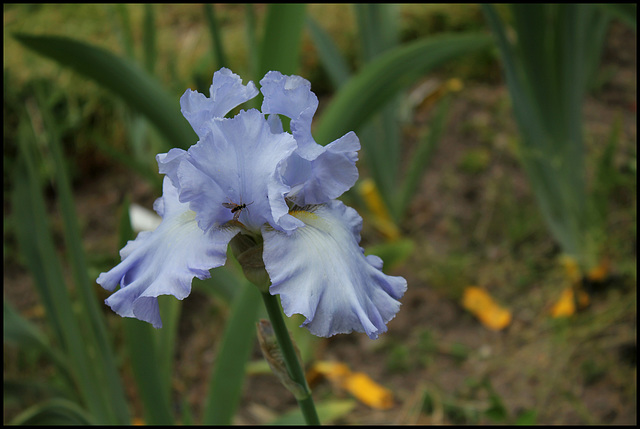 Iris Oregon's Skies