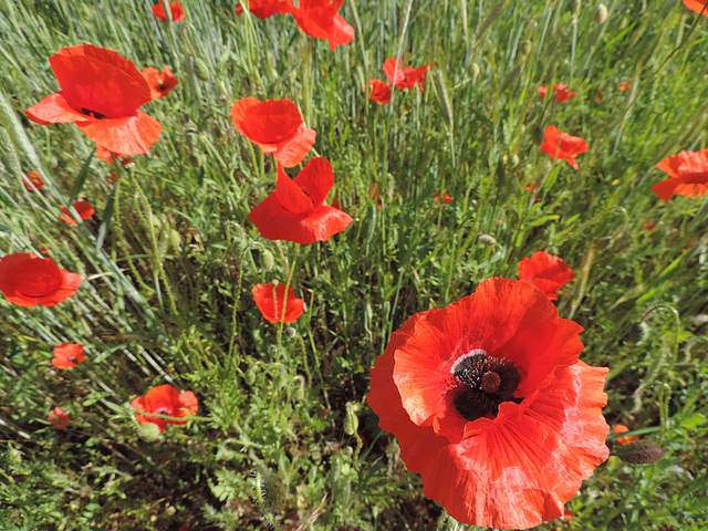 Wilder Mohn im Sommerwind