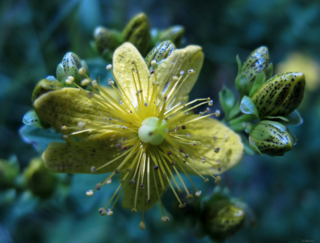 Hypericum